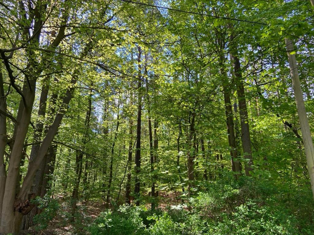 Waldwerk Wurlgrund Lychenアパートホテル エクステリア 写真